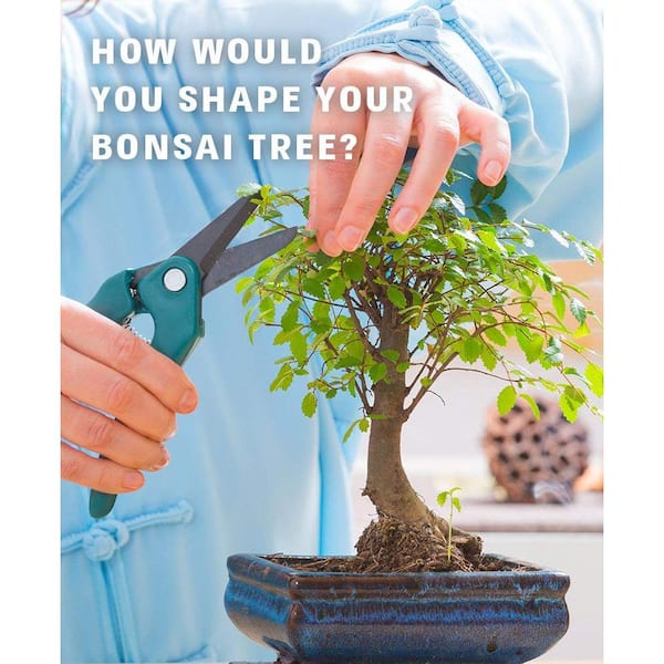 Nature's Blossom Bonsai Growing Kit. Grow 4 Types of Miniature Trees, Set  with - Seeds, Soil, Planting Pots, Labels and Growing Guide X00108AAYD -  The Home Depot