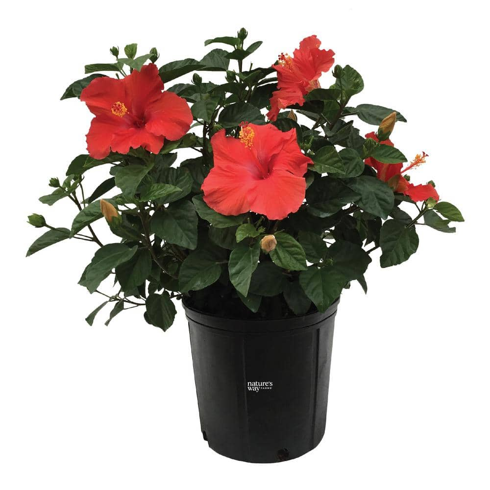 NATURE'S WAY FARMS Hibiscus Premium (Assorted Color) Live Outdoor Plant ...