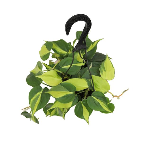ALTMAN PLANTS Heart Leaf Philodendron Brasil Air Purifying ALTMAN PLANTS Heart Leaf Philodendron Brasil Air Purifying