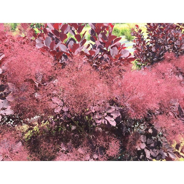 Cotinus WINECRAFT BLACK - Buy Smokebush Shrubs Online