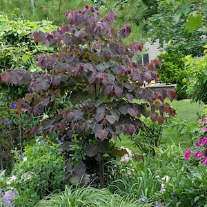 5 Gal. Forest Pansy Pink Flowering Deciduous Redbud Tree