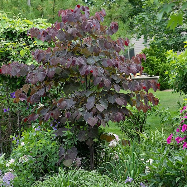 Unbranded 5 Gal. Forest Pansy Pink Flowering Deciduous Redbud Tree