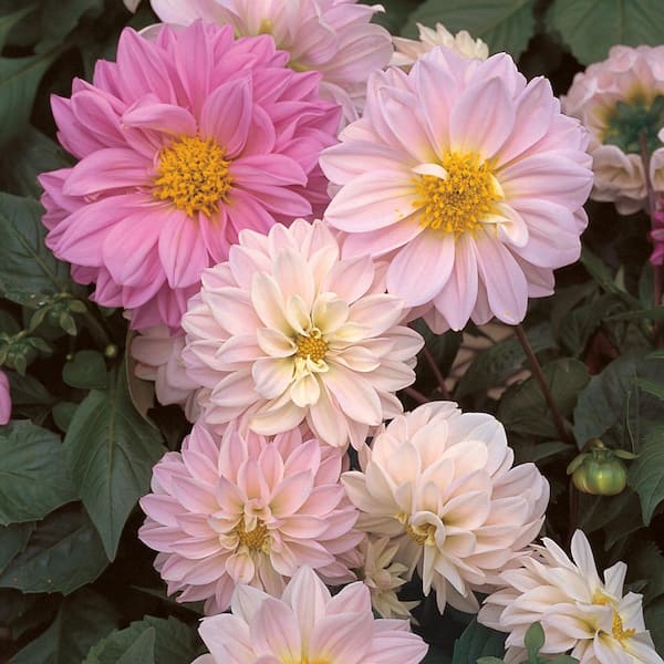 Unbranded 2.4 Gal. #10 Pink Dahlia Plant