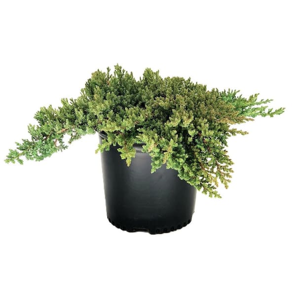 Unbranded 1.5 gal. Juniper Procumbens 'Nana' (Juniperus procumbens 'Nana') Evergreen Shrub Groundcover 1-Each