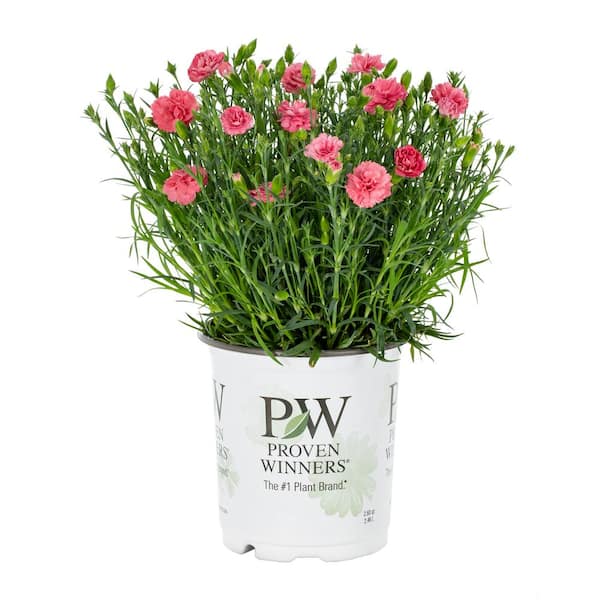 PROVEN WINNERS 2.5 QT. Fruit Punch Black Cherry Frost (Dianthus