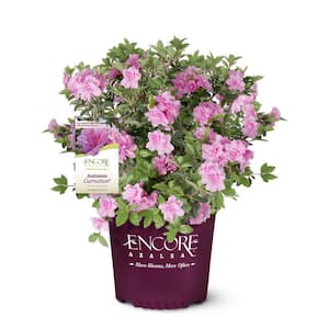 2 Gal. Autumn Carnation Shrub with Semi Double Pink Flowers