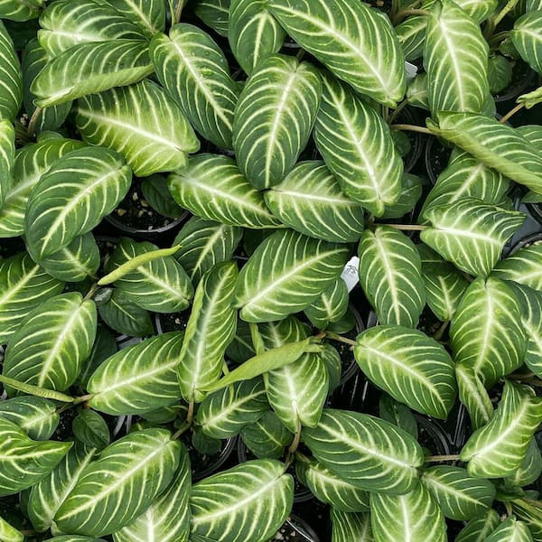 Caladium Lindenii-Angel's Wings-3 Live Starter Plants in 2 in. Pots-Xanthosoma Lindenii-Beautiful Foliage