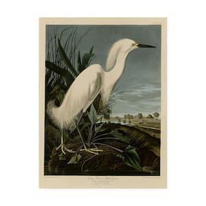 14 in. x 19 in. Snowy Heron by John James Audubon Floater Frame Animal Wall Art