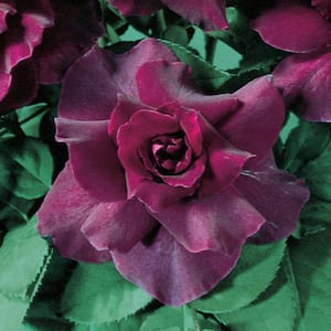 Intrigue Floribunda Rose, Dormant Bare Root Plant with Purple Color Flowers (1-Pack)