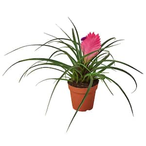 Bromeliad Tillandsia 2024 Steve (6 inch pot)