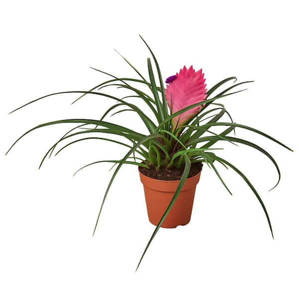 Unbranded Pink Quill Bromeliad Cyanea Plant in 4 in. Grower Pot