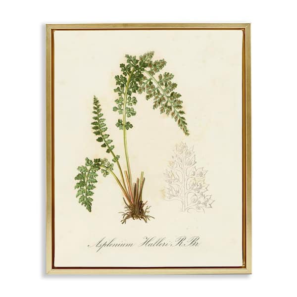 Scientific Fern Study by Tina Higgins Designs, Inc. Gold Floater Frame Nature Graphic Art Print 21 in. x 17 in.