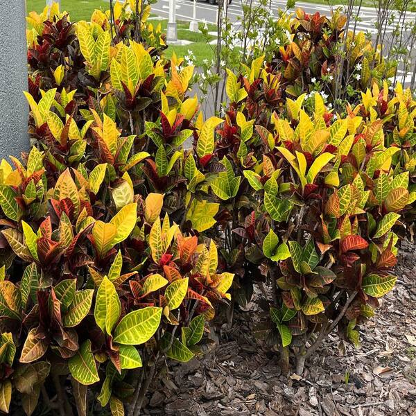 Petra Croton Plant in 10 in. Grower Pot