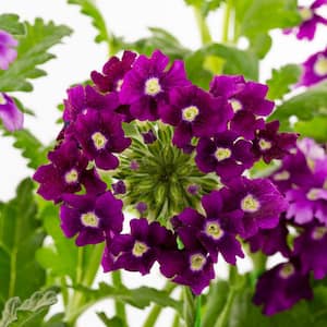 2.5 Qt. EnduraScape Purple (Verbena) Vervain Plant