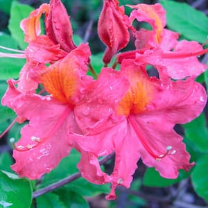 2.25 Gal. Pot, Girard Rene Pink Azalea Shrub Flowering Potted Broadleaf Evergreen Plant (1-Pack)