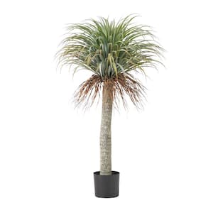 Cosby 4 .5 ft. Artificial Yucca Plant