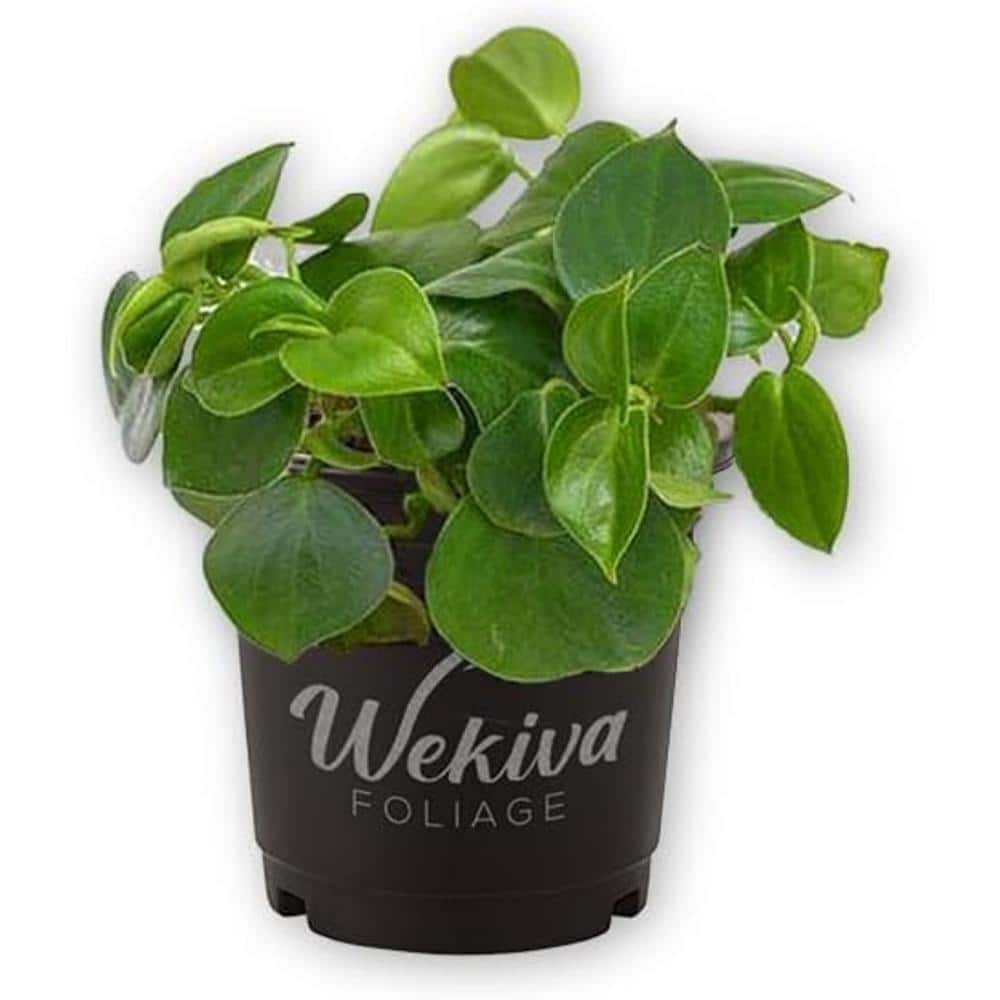 Peperomia Cupid-3 Live Plants in 4 in. Growers Pots-Peperomia Scandens-Rare and Elegant Indoor Houseplant price history on PriceWatchPro