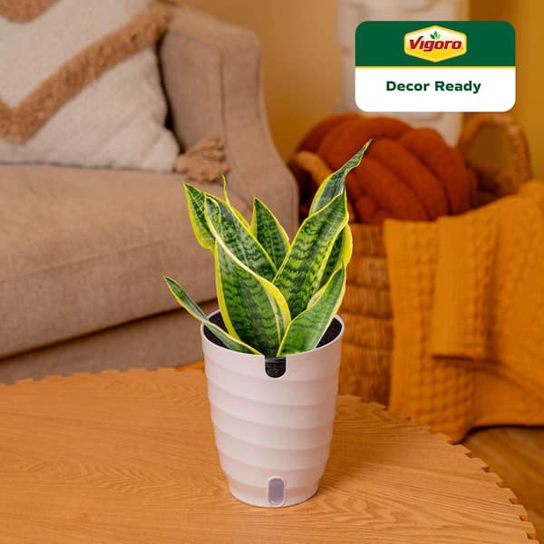 Vigoro Grower's Choice Sansevieria Indoor Snake Plant in 6 in. White Decor  Pot, Average Shipping Height 1-2 ft. M-SAN-S-WJP-01 - The Home Depot