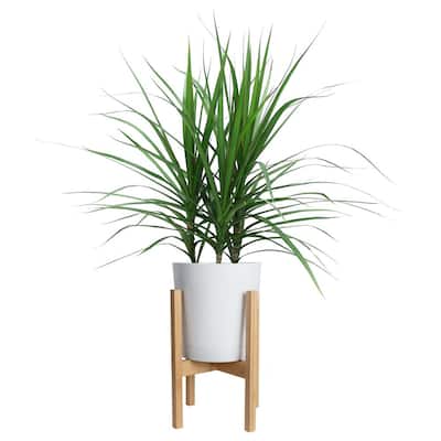 Marginata Plant in 10in. White Cylinder Pot and Stand