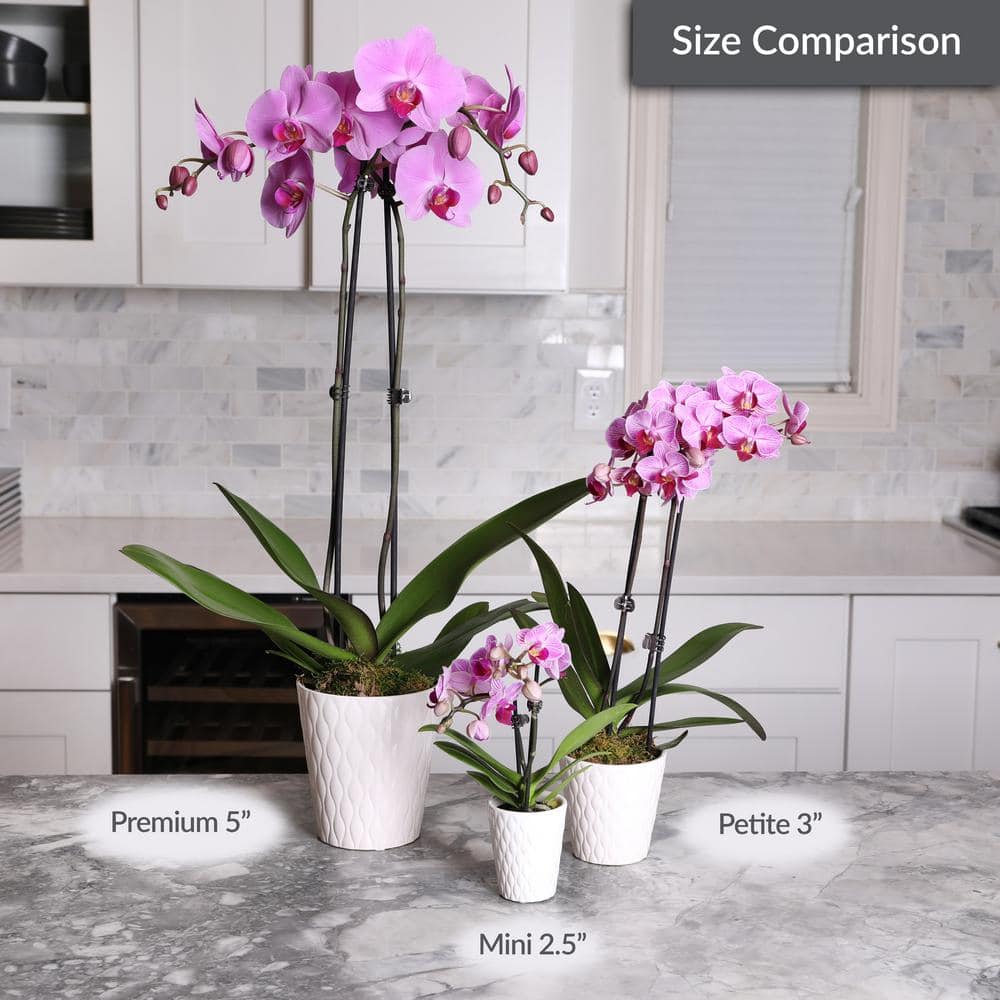 White Phalaenopsis Orchid in Beige Ceramic Pot