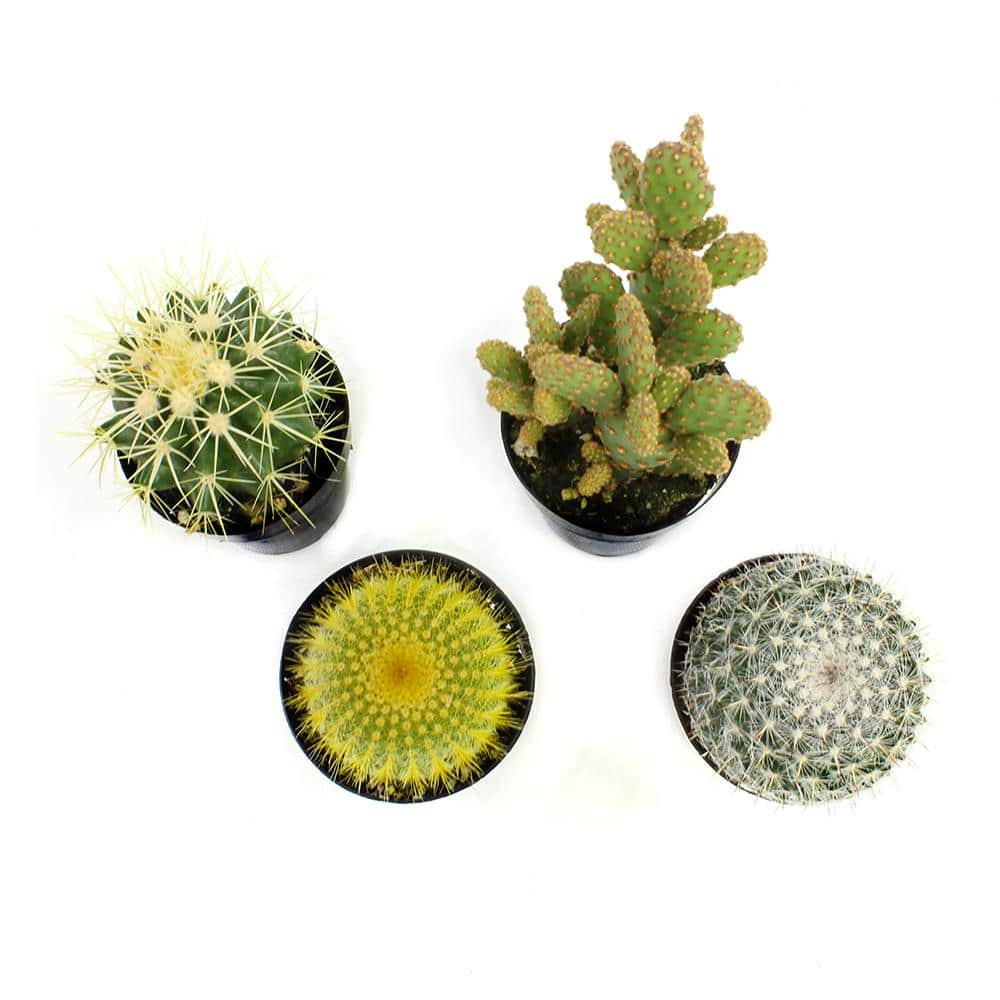 Vibrant Cacti Quartet: 4-Inch Multicolor Indoor Succulent Collection