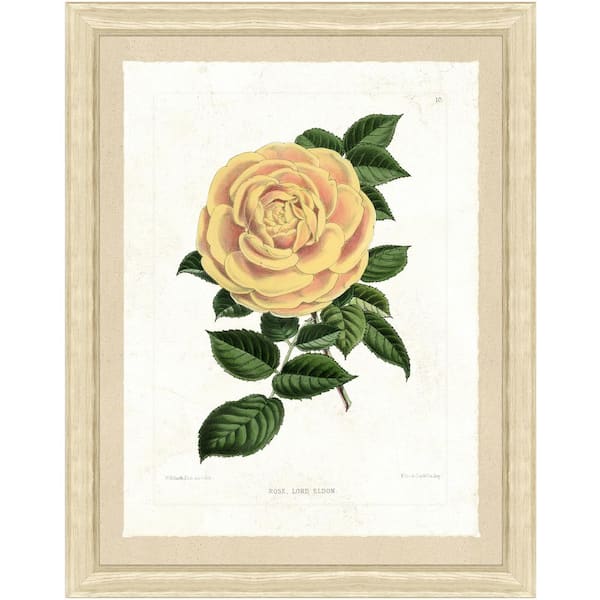 Vintage Print Gallery 26 in. x 32 in."Botanical V" Full Size Framed Archival Paper Wall Art