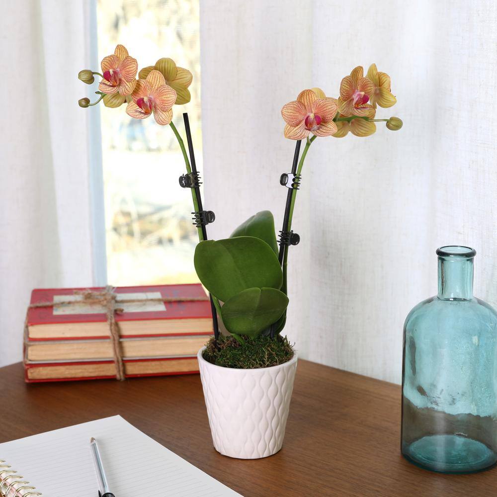Salmon Petite Orchid in White Ceramic Pot
