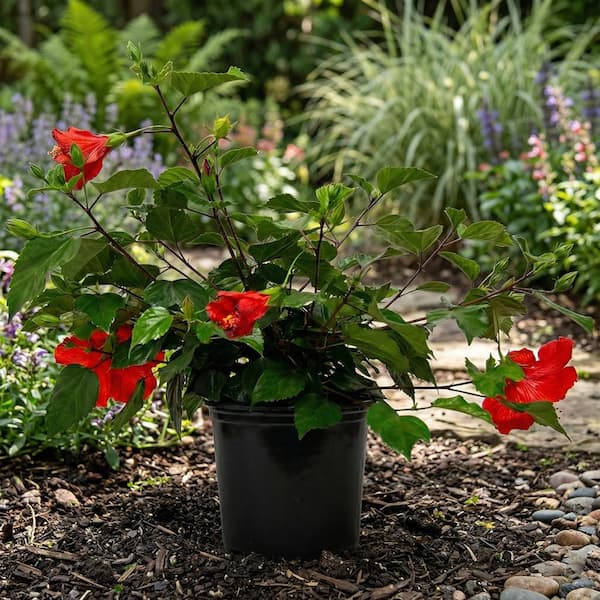 1 Gal. Tradewinds Hibiscus Shrub with Brilliant Red Flowers (4