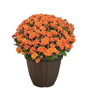11.5 in. Chrysanthemum (Mum) Plant in a Decorative Pot with Orange Flowers
