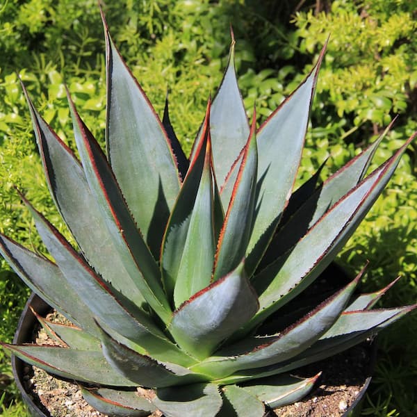 8 in. SPH Agave Blue Glow Plant in Pot 1006125987 - The Home Depot