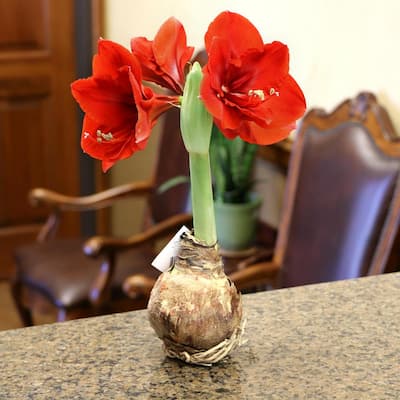 bulbs amaryllis bloomaker