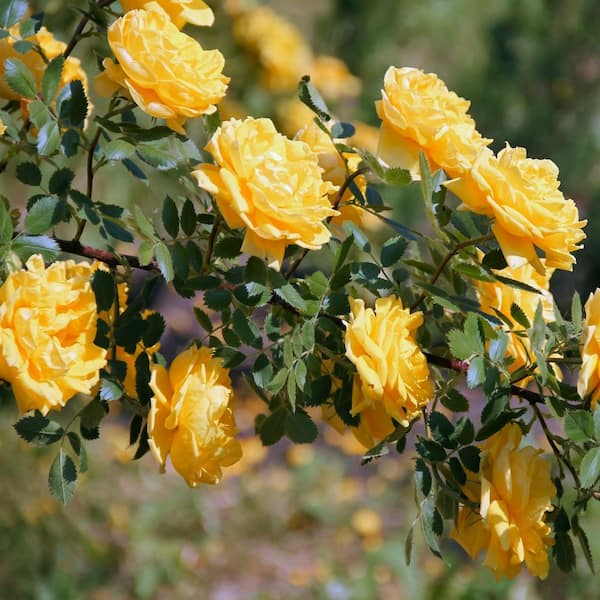 national PLANT NETWORK Bare Root Rose Climbing Royal Gold with