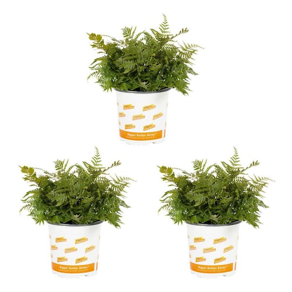 Vigoro 2 Qt. Fern Hardy Autumn Perennial Plant (3-Pack)