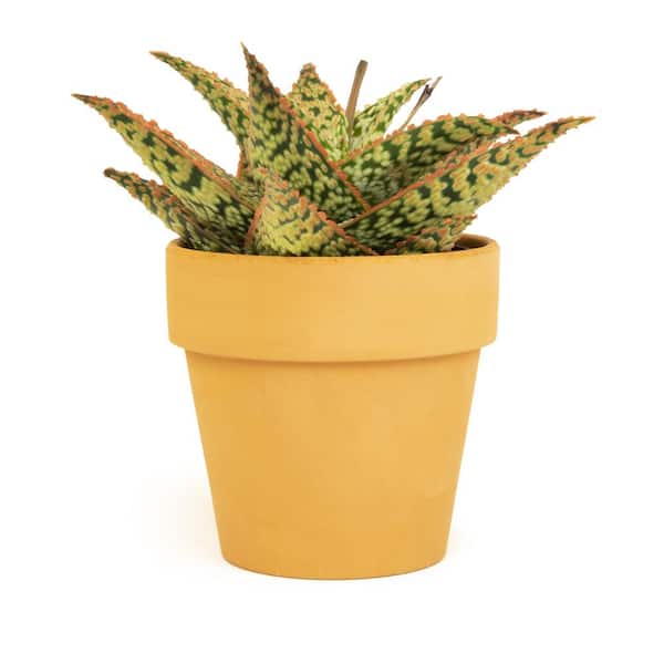 SMART PLANET 9cm Star Aloe TM In Terra Cotta Clay Pot