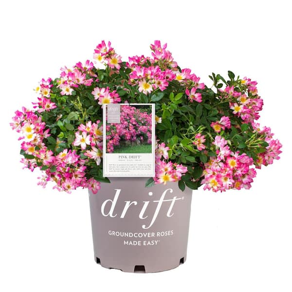Drift 2 Gal. Pink Drift Rose Bush with Pink Flowers