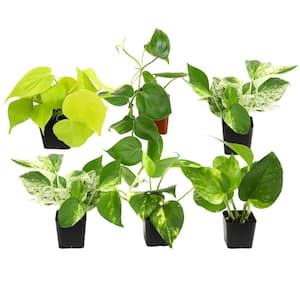 2 in. Plentiful Pothos and Philodendron Indoor Houseplants Pack (Includes 6 Easy Plants) in Grower Pots