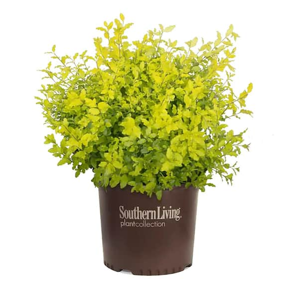 3 Gal. Sunshine Ligustrum Evergreen Shrub, Bright Golden-Yellow Foliage