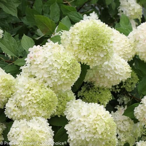 Hydrangea4937　0806 Hydrangea 'Annabelle' Flowering Shrub, 3 or 5 Pack, 18-24