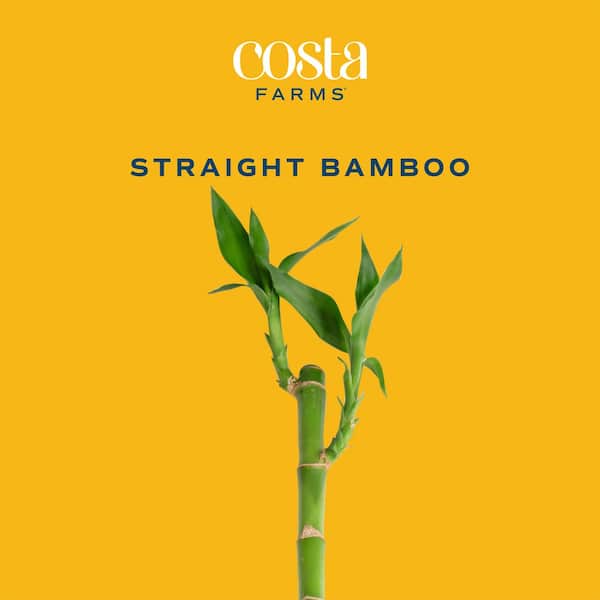 Costa Farms Lucky Bamboo Stalks Indoor Plant, Avg. Shipping Height 10 in. Tall, 10-Pk