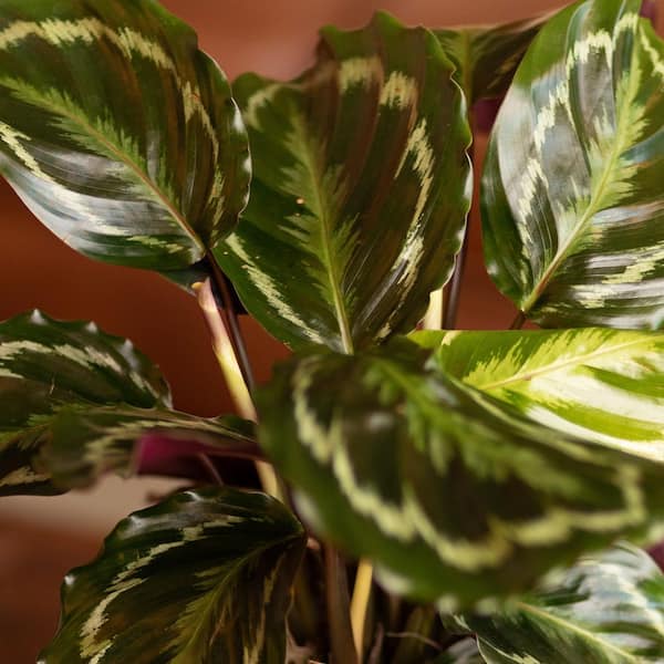 ALTMAN PLANTS Calathea Medallion Peacock Plant, 6 in. White Decorative Pot, Pet Friendly Calathea Plant, Live Indoor House Plant Gift
