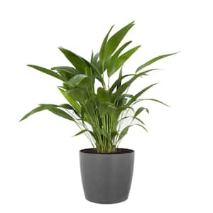 Chinese Fan Palm Live Indoor Outdoor Plant in 10 inch Premium Sustainable Ecopots Grey Pot with Removeable Drainage Plug