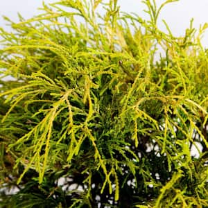 2.5 qt. Gold Mop False Cypress with Golden Yellow Weeping Foliage