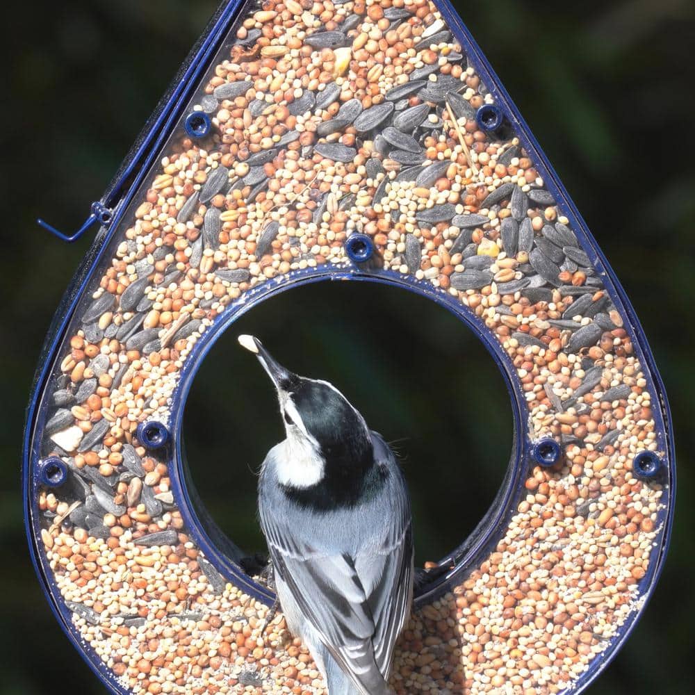 Blue Metal Hanging Raindrop Bird Feeder with Plexiglass