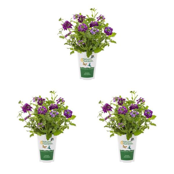 Vigoro 2 qt. Verbena Endurascape Purple Perennial Plant (3-Pack) 78533 ...