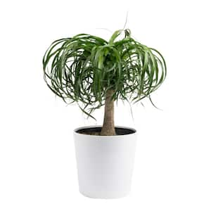 Ponytail Palm Indoor Plant in 10 in. Decor Planter, Avg. Shipping Height 1-2 ft. Tall