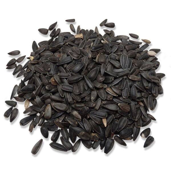 black oil sunflower seeds for birds home depot