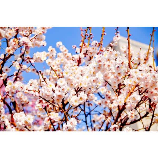 Online Orchards Thundercloud Flowering Plum Tree Bare Root Light Pink Blossoms 