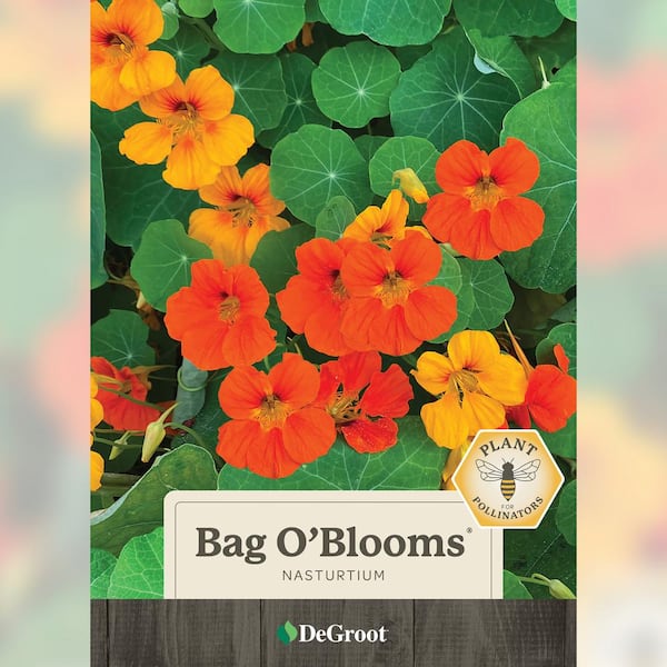 Bag O Blooms Nasturtium DIY Seed Kit 1 Packet Assorted Flowers DGES2020 The Home Depot