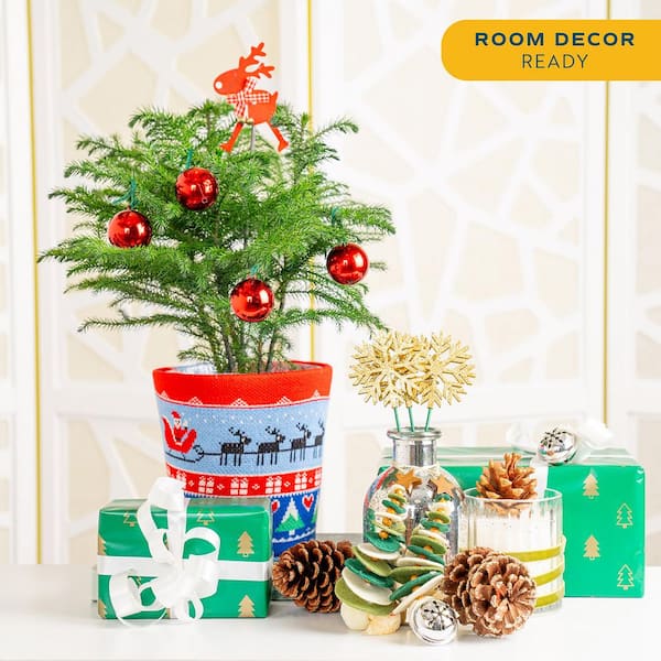 Norfolk Island Pine Indoor Plant in 6 in. Ugly Sweater Decor Pot, Avg. Shipping Height 1-2 ft. Tall