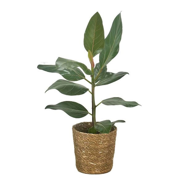 Ficus Benghalensis Chandelier Happiness Indoor Plant in 7 in. Wicker Jute Basket